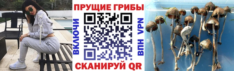 Галлюциногенные грибы GOLDEN TEACHER  мориарти наркотические препараты  Вологда  MEGA зеркало 